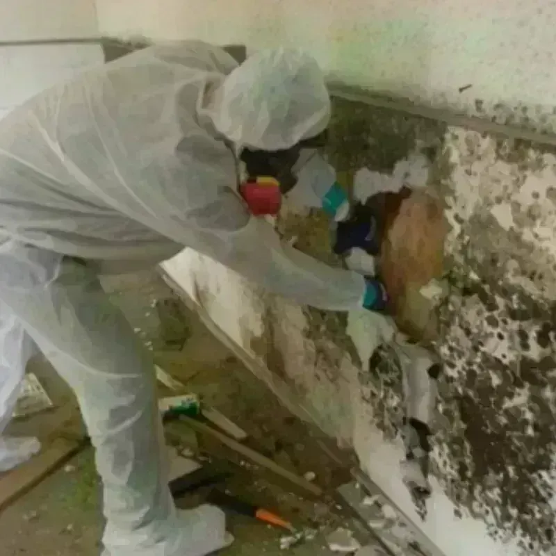 Mold Remediation and Removal in Pelican Bay, TX